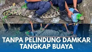 DETIK MENEGANGKAN DAMKAR KARAWANG Dengan Tangan Polos Tangkap Buaya 60 Kilo