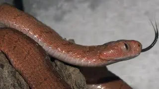 Dasypeltis i serpenti mangiatori di uova (02 stabulazione). The egg-eating snakes 02 (sub-Eng).