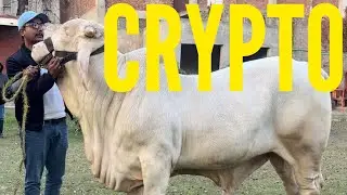 ❤️Лахор, Лахор, хай, брат❤️ || Подписание соглашения с Sheikh Cattle Farm и Cattle Plus Ranch