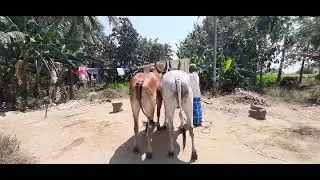 #🌾💯🌹ஆங்கில புத்தாண்டு நல்வாழ்த்துக்கள்#💯👌💋#Youtube#Tamil#new channel #please subscribe 🙏🏾