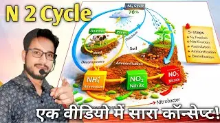 3d structure nitrogen cycle/nitrogen fixation/nitrification/assimilation/ammonification by Ashok sir