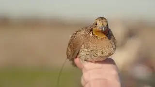 Quail Conservation Efforts With The Rolling Plains Quail Research Foundation