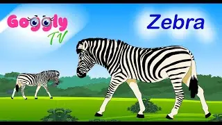 Zebra Fun Facts for preschool kids | Animal series | Education and Entertainment | Cartoon Animation