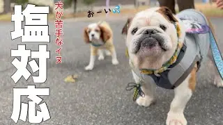 ブルドッグまめちゃん　偶然会った視聴者さんにも塩対応だった。