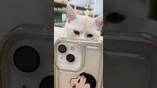 Cat tinder swiping #fyp #shortsfeed #catshorts #cats #tinder #swipe #meme