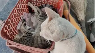 Meow kya kar rahi hai😺| new cat video | cute cat video #cat #catvideos #catlovers #cutecat #trending