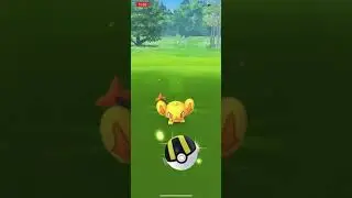 Shiny Shinx! Shinx Community Day