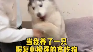 小狗狗日常Little dog's daily routine#pets #animals #life 