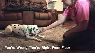 K9 Oasis- Intro Obedience Online Course- Test Submission