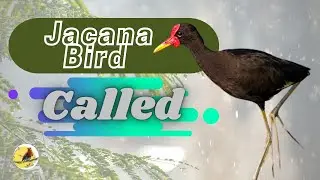 Jacana Bird - Called