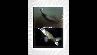 American Beaver vs Platypus