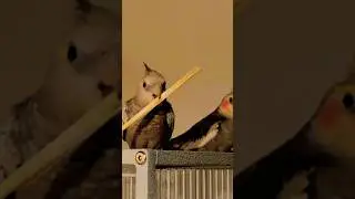Cockatiel Training Day #cockatiel #training #day1 #germany