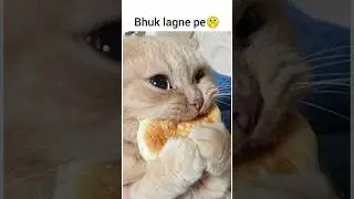 😜Funny cat and dog videos try not to laugh 2025🤣 |Funny cat and dog videos 2025 |Funny puppy videos😁