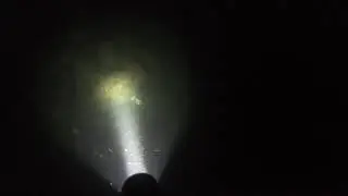 Pesca Sub Notturna Una Bella Seppia Notturna