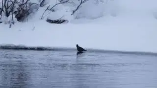 Оляпка (лат. Cinclus cinclus)