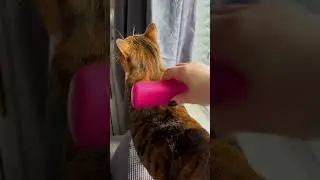 Smart Pet Grooming Innovation: 3 in 1 Pet Grooming Brush, Steam & Self-Cleaning Brush