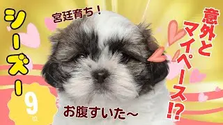 【徹底解説】シー・ズー💖を飼うなら知らないとヤバイ！（初心者必見の注意点）