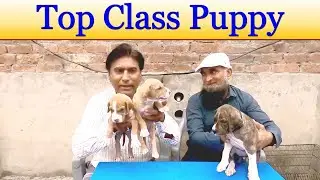 Pure Pakistani Bully Puppy | Amazing Bully Kutta Puppy | Pure Desi Bully Puppies @NAFATVHD