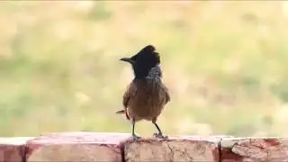 Red Vented Bulbul Sound Calling - Sounds of Bulbul - Bulbul Song