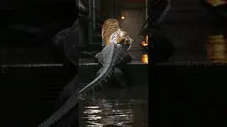 🐅 The Subterranean Strike: An Ancient Rivalry#Wildlife #Nature #PredatorEncounter #AnimalKingdom