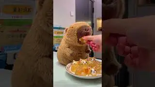 My capybara love jelly! #capybara #jelly #cute #healing #funny #animals #toys