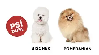 Ps&iacute; duel - Bi&scaron;onek vs Pomeranian - Tlapka TV