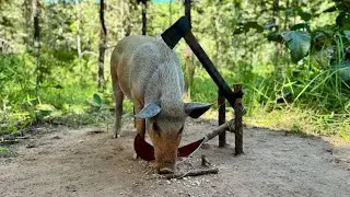 Creative Unique Wild Pig Trap Using Big Axe And wood New Technique That Work 100% #wildanimals 