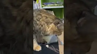 Pt.5 : Testing egg-shaped cat treat on Teeny - a YES!