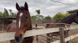 The Horses Outside With The Storm Starting!