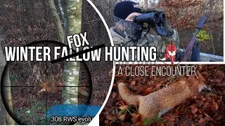 Riffeljagt p&aring; d&aring;vildt, skyder r&aelig;v. / Fallow deer hunting, shoots fox .308win.