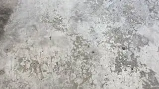 Cute but biggest jumping spider I found for now