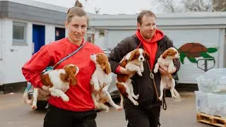 #36 Geboren im Keller: das traurige Schicksal kleiner Cavalier King Charles Spaniel Welpen