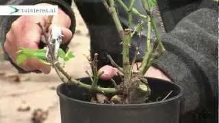 Hoe kan ik struikrozen snoeien - Tuinieren.nl