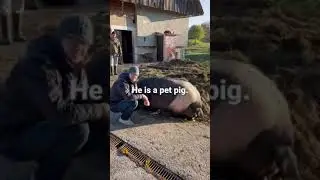 Biggest Pig Ever! 🐽 350 KILOS!