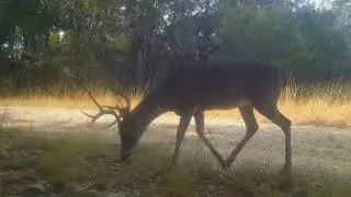 AMAZING Texas Hill Country Wildlife (October, 2025)