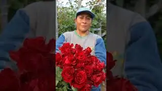 ROAR LOVE ❤️ Red Panther roses 🌹.#redpanther #red #grower #women #edenroses #production #quality