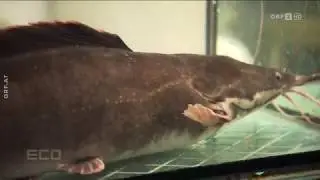 Frische Fische: Die Pläne der heimischen Züchter ORF ECO