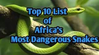Top ten list of Africa's Most Dangerous Snakes.