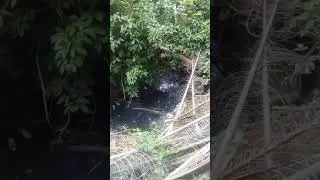 LIMBAH PABRIK PT.APMR YG MENCEMARI SUNGAI KAMAN YG MENGARAH KE SUNGAI RIKO INDUK