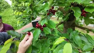 B&ouml;ck Klemens - Gruppenberatung Obstbau