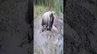 CCTV: Tricked by the Bubble Mud! Buffalo&rsquo;s Funny Moment