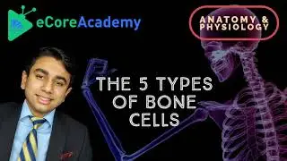 The 5 Types of Bone Cells | eCoreAcademy | AJay Raj