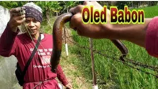 Rejeki nomplok !! mancing belut dapat oled babon ~ Ngurek mania