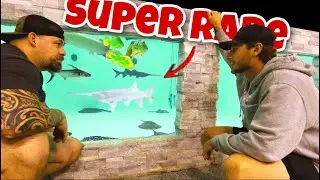 VISITING MONSTER FISH KING TO SEE A ONE-OF-A-KIND FISH