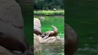 Adorable Sea Lions in Action at Bronx Zoo #zoo #sealions #shorts #bronxzoo