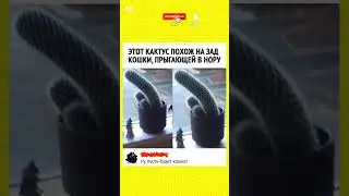 😂😂#сад #cat #humor #funny #fyp #fypシ゚viral #смех #смешновидео #мемас #прикол#memes #shorts