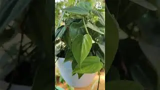Philodendron scandens to decorate your indoor space 😍❤️#plantsdecorsvg #sivagangai