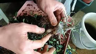 キンズ５号取り木の取り外し_Fortunella hindsii(NO.５)Separation of trees_May2018