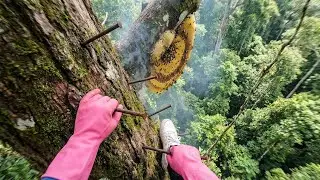 INSANE Honey Hunt: Climbing a Massive Tree Step by Step for Wild Honey