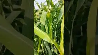 Excellent results farmer happy in seeds use Vita gold #tide #high @AgricultureRelated